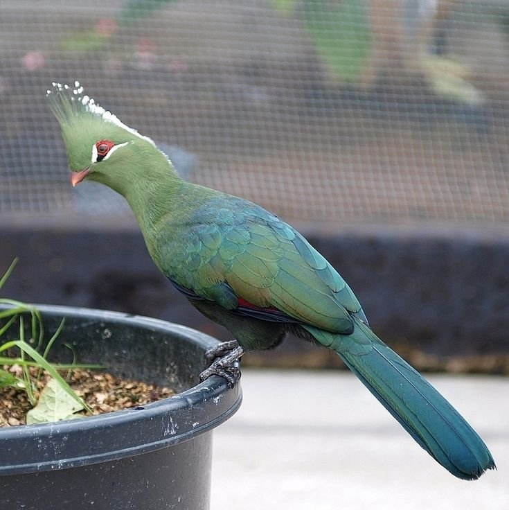 Livingstone's Turaco